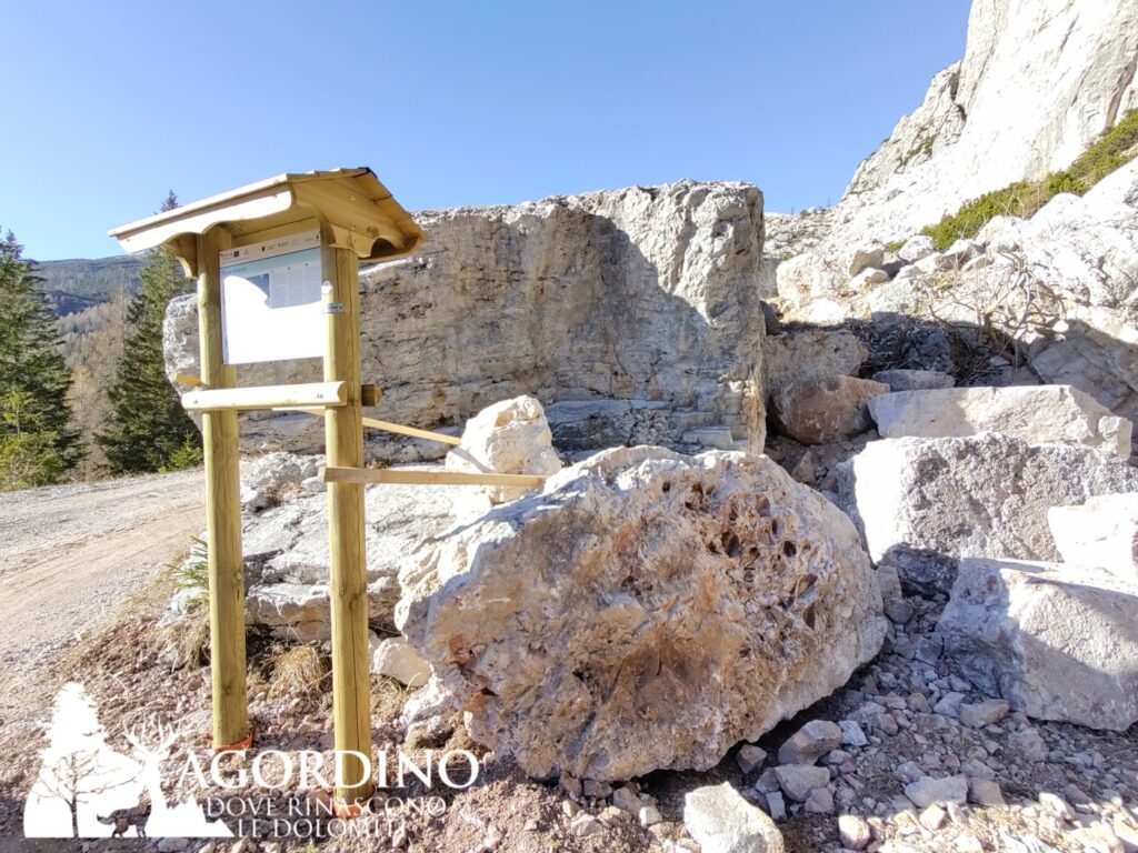  I fossili della torre Venezia in Val Corpassa